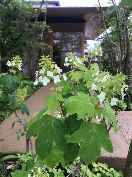 紫陽花 岡山の平屋注文住宅 株式会社木まま